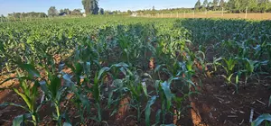 3.8 Acres for Sale in Moiben Garage