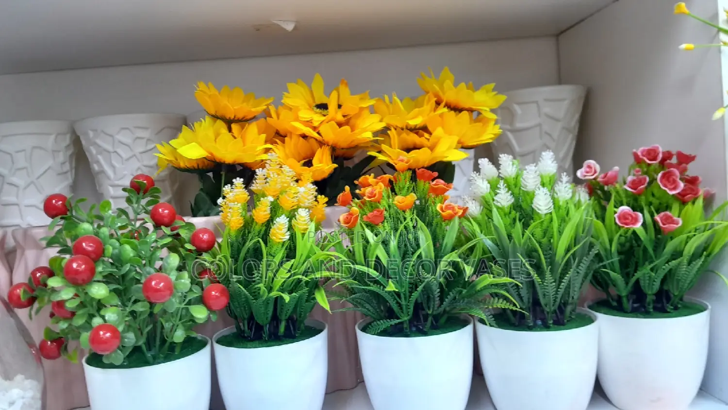 Bonsai Potted Plants Available On Offer