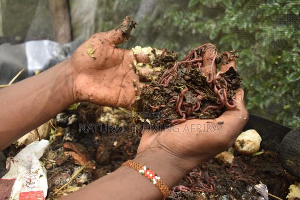 Live Red Wiggler Worms for Vermicompost - thumbnail 3