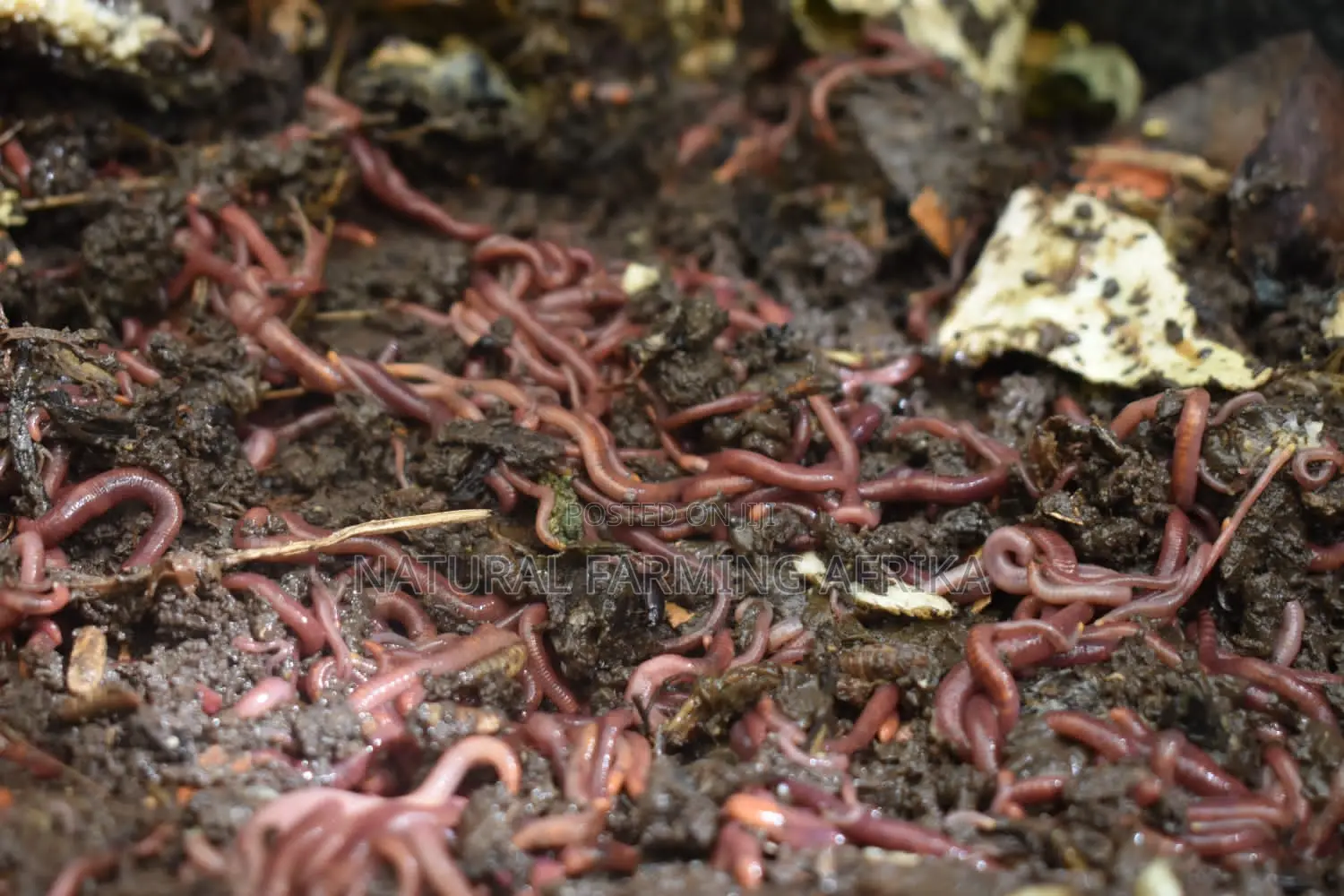 Live Red Wiggler Worms for Vermicompost