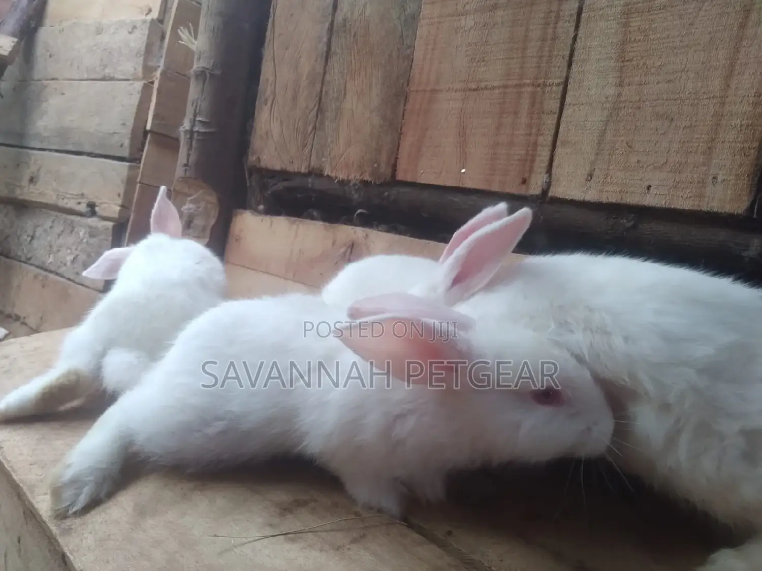 California White and New Zealand Rabbits - 3 - 4 Months Old