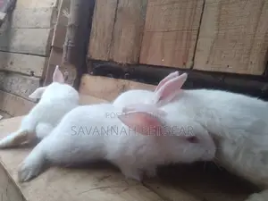 California White and New Zealand Rabbits - 3 - 4 Months Old