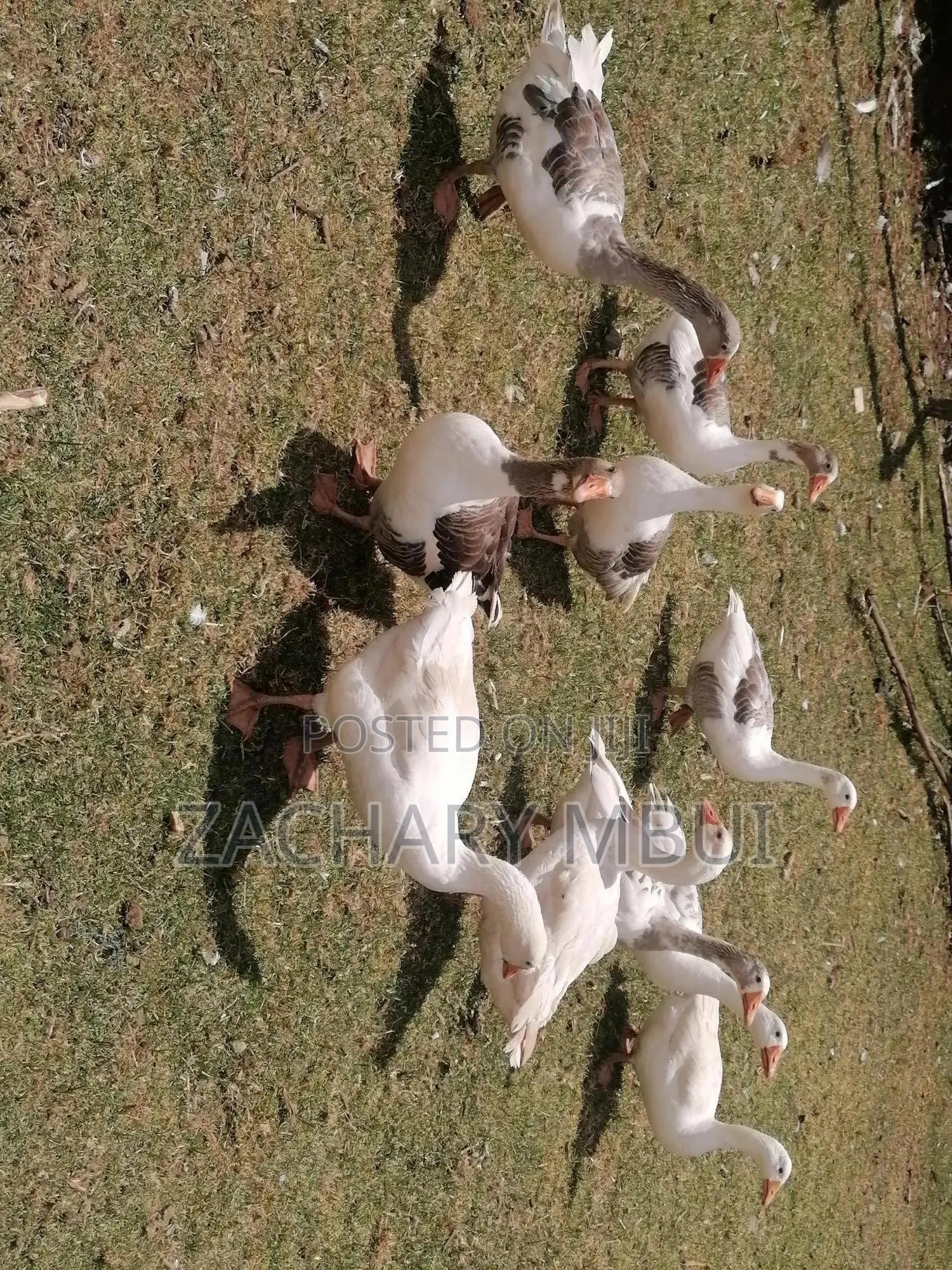 Mature Goose, White in Color