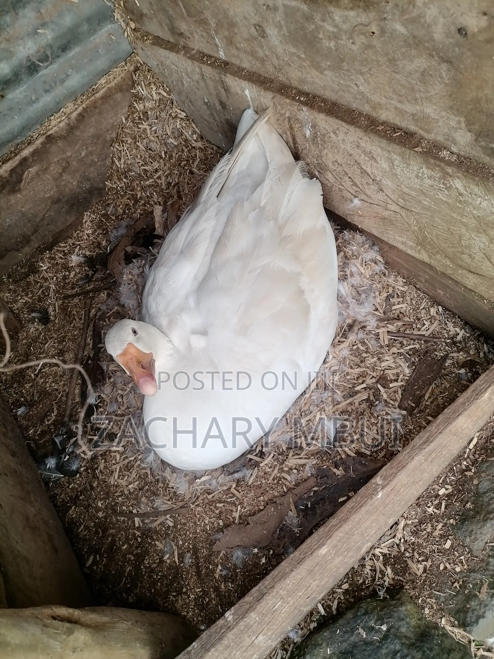 Mature Goose, White in Color