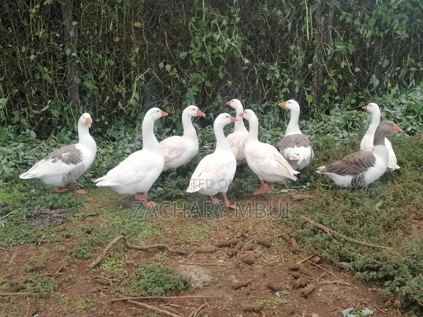 Mature Goose, White in Color