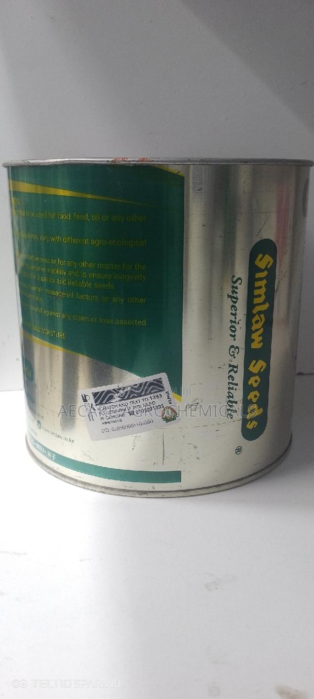 Hybrid Super Graze Sudan Grass 1kg - thumbnail 2