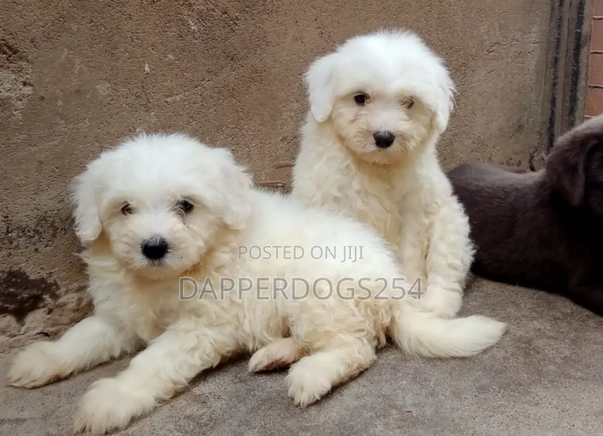 1-3 months Male Purebred Maltese