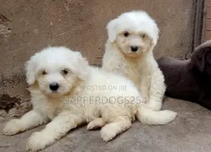 1-3 months Male Purebred Maltese