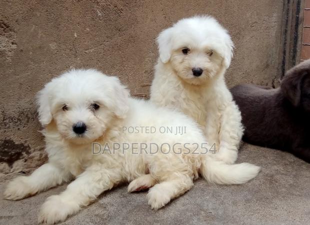 1-3 months Male Purebred Maltese