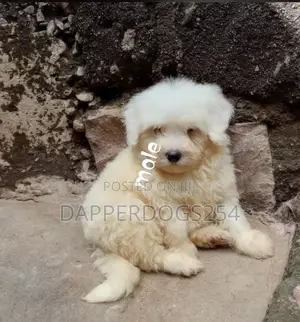 1-3 months Male Purebred Maltese