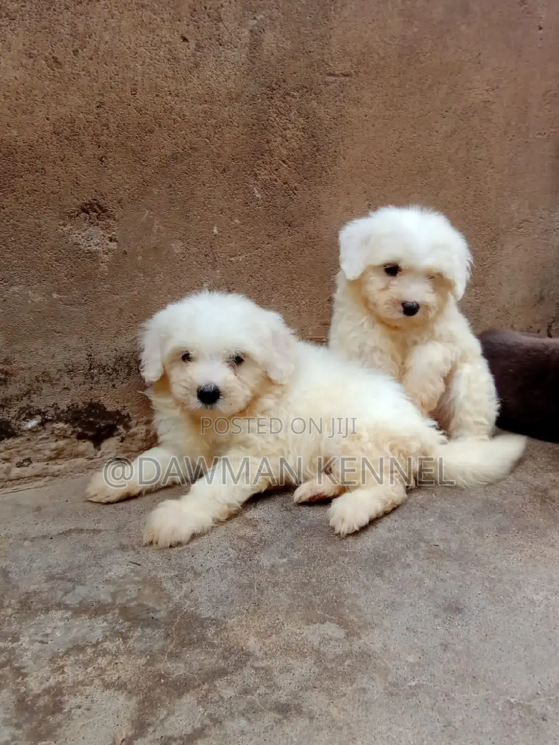 1-3 months Male Purebred Havanese