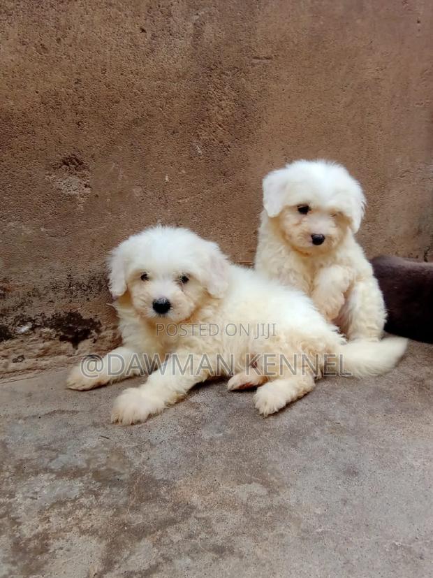 1-3 months Male Purebred Havanese - main view