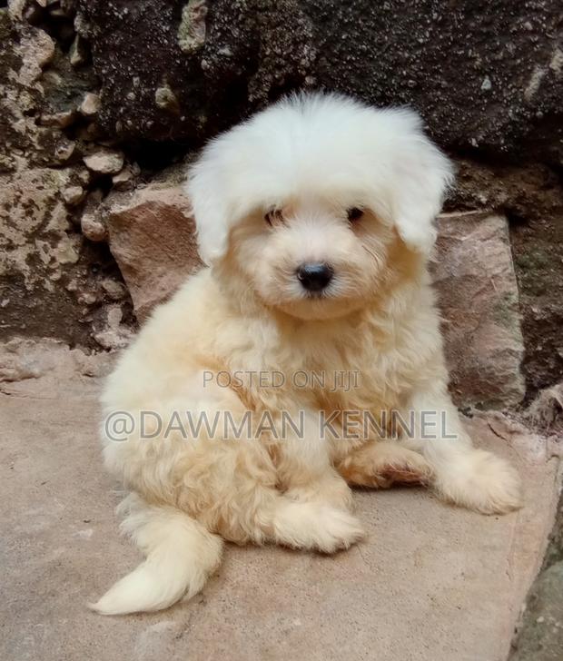 1-3 months Female Purebred Havanese - main view