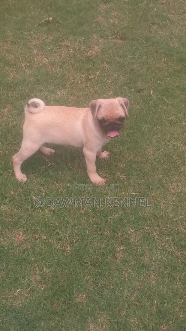 3-6 months Female Purebred Pug - main view