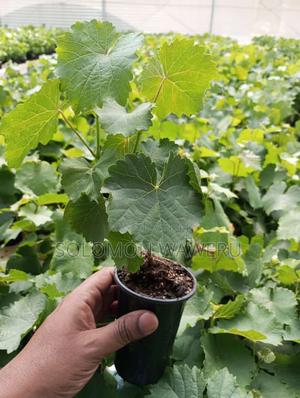 Red and White Grapes - thumbnail 2