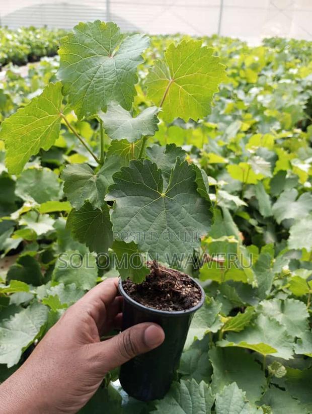 Red and White Grapes - main view