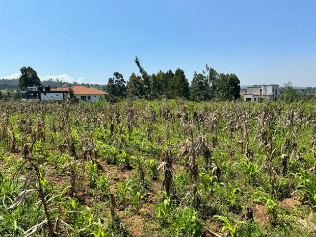 Prime Residential Plot for Sale in Kikuyu,Kamangu - thumbnail 3