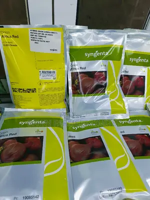 Africa Red F1 Onion