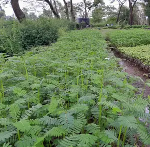 Sesbania Sesban Fodder Tree 100 Seedlings