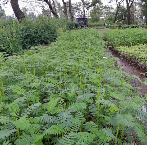 Sesbania Sesban Fodder Tree Moq 50 - thumbnail 4