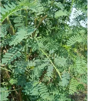 Sesbania Sesban Fodder Tree 100 Seedlings