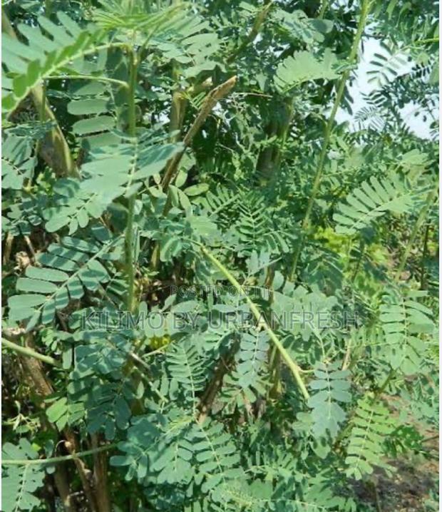 Sesbania Sesban Fodder Tree Moq 50 - thumbnail 3