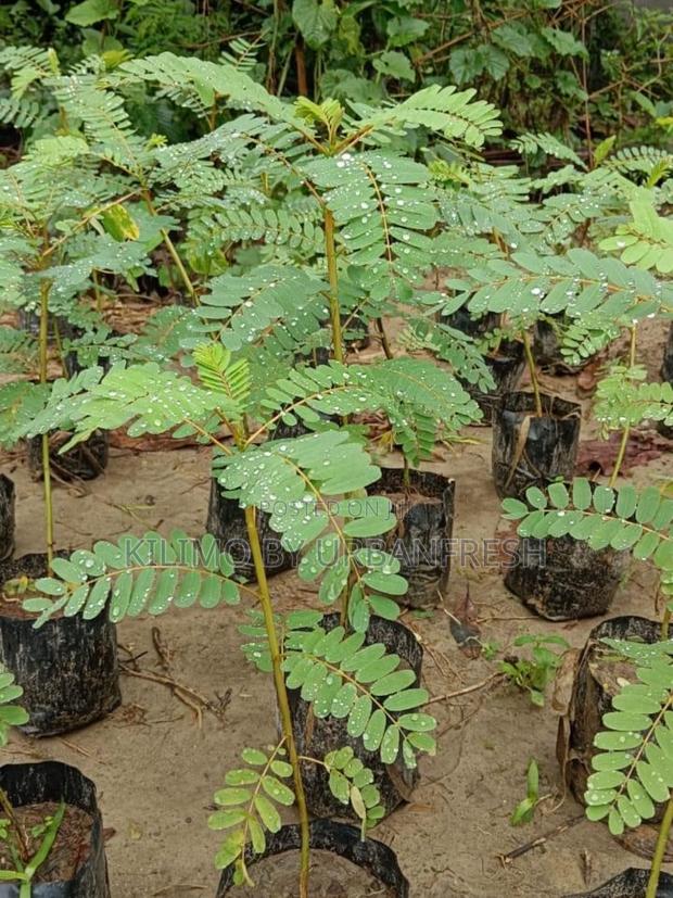 Sesbania Sesban Fodder Tree Moq 50 - thumbnail 5