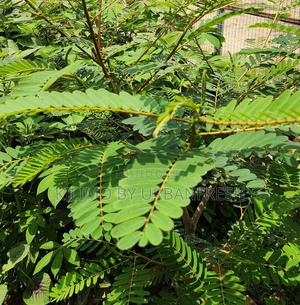 Sesbania Sesban Fodder Tree Moq 50 - thumbnail 2