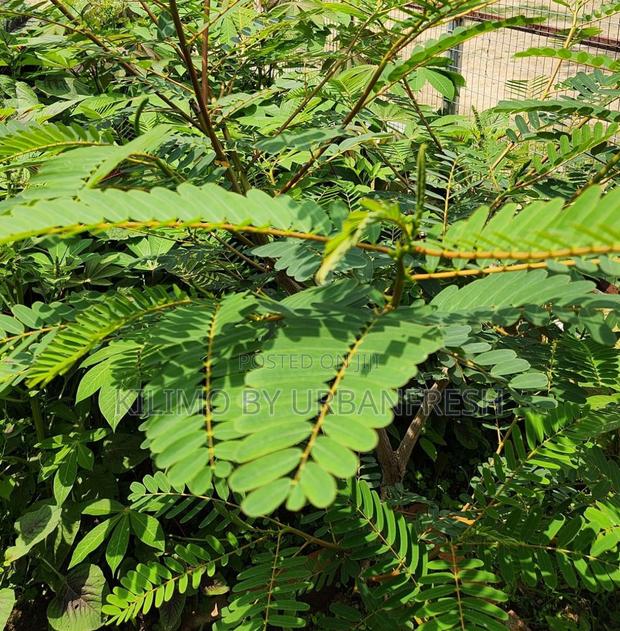 Sesbania Sesban Fodder Tree Moq 50 - main view