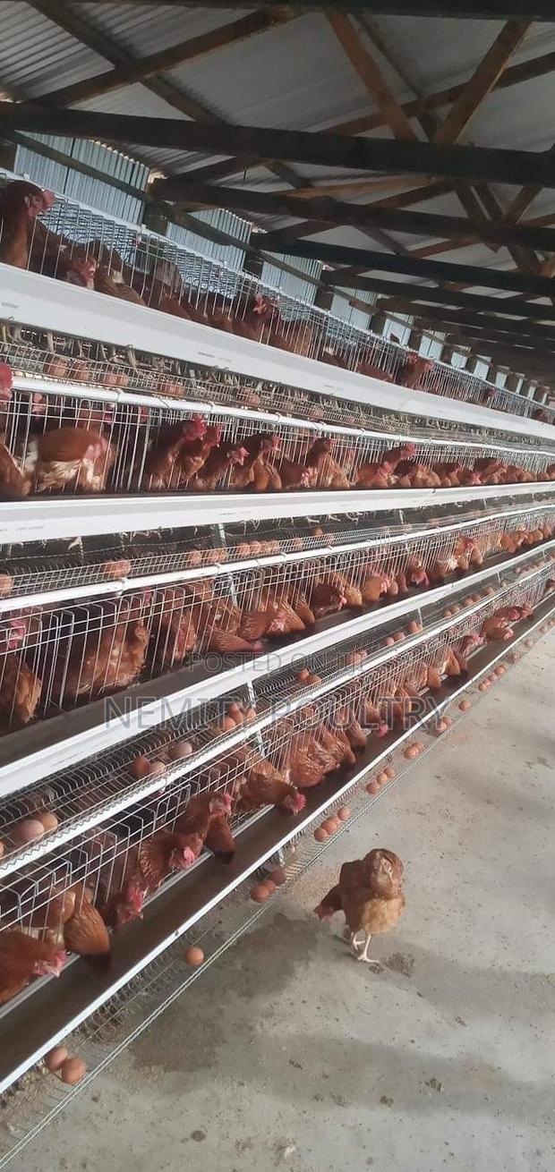 Chicken Cages 128 Layers