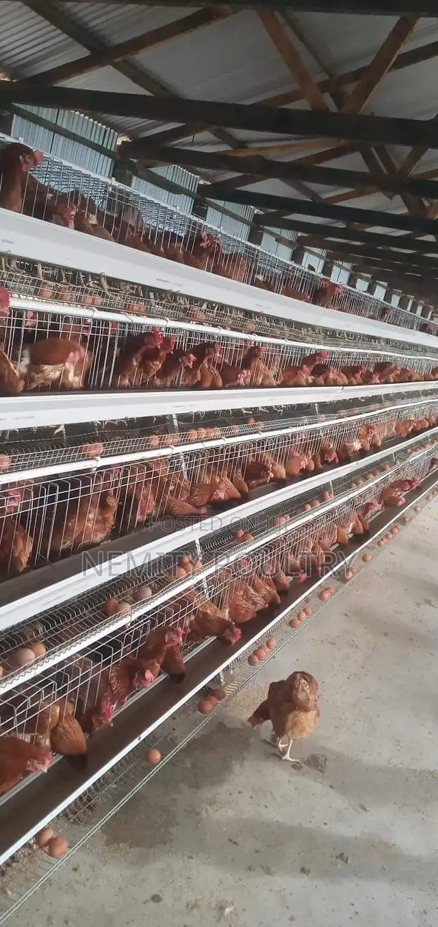 Chicken Cages 128 Layers