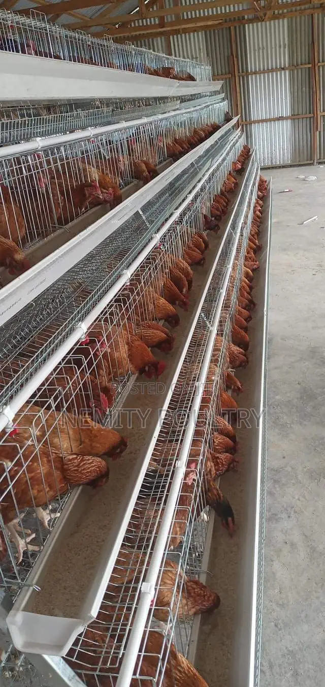 Chicken Cages 128 Layers