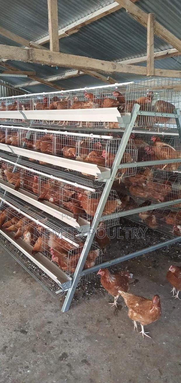 Chicken Cages 128 Layers - thumbnail 3