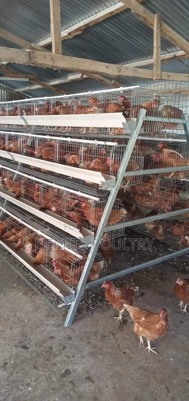 Chicken Cages 128 Layers