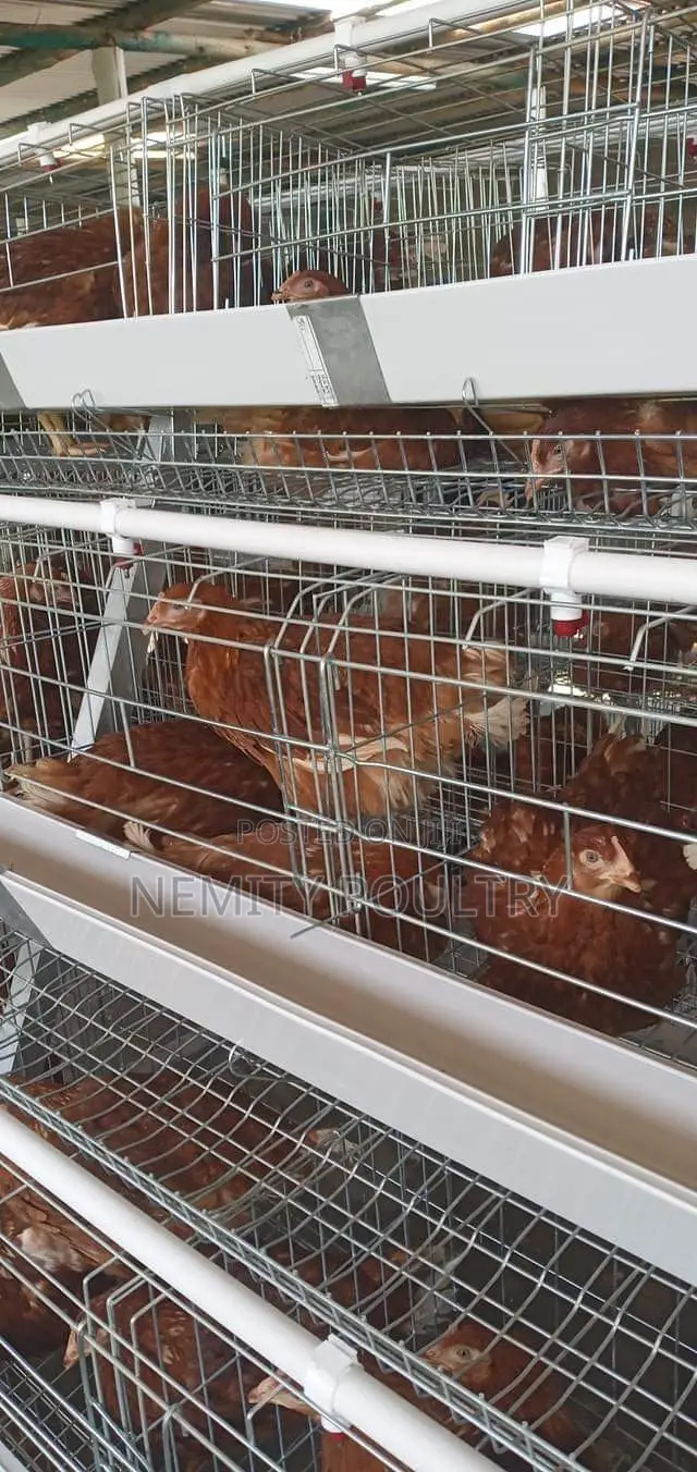Chicken Cages 128 Layers