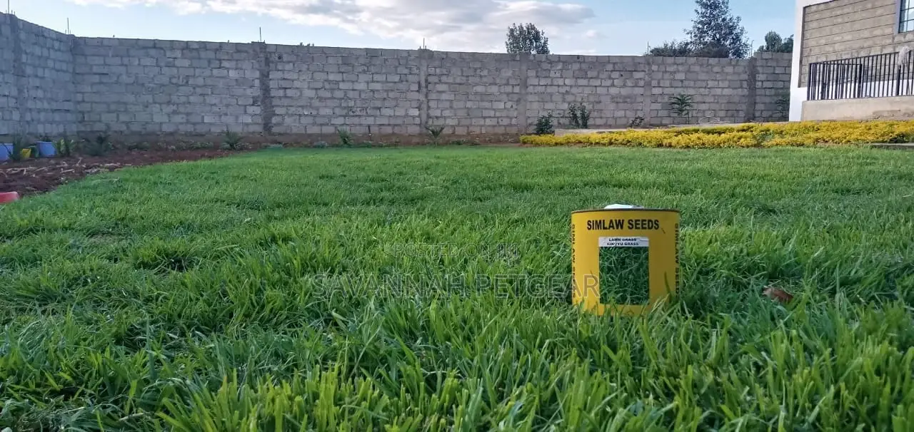 Kikuyu Grass Seeds - 100 Grams