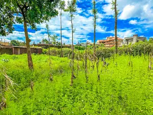 Plot for Sale in Kikuyu, Gikambura.
