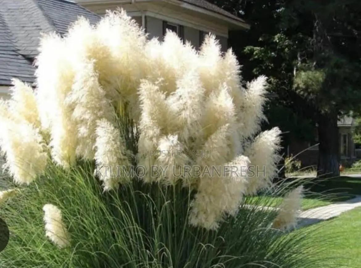 Pampas Grass in Planter Bag
