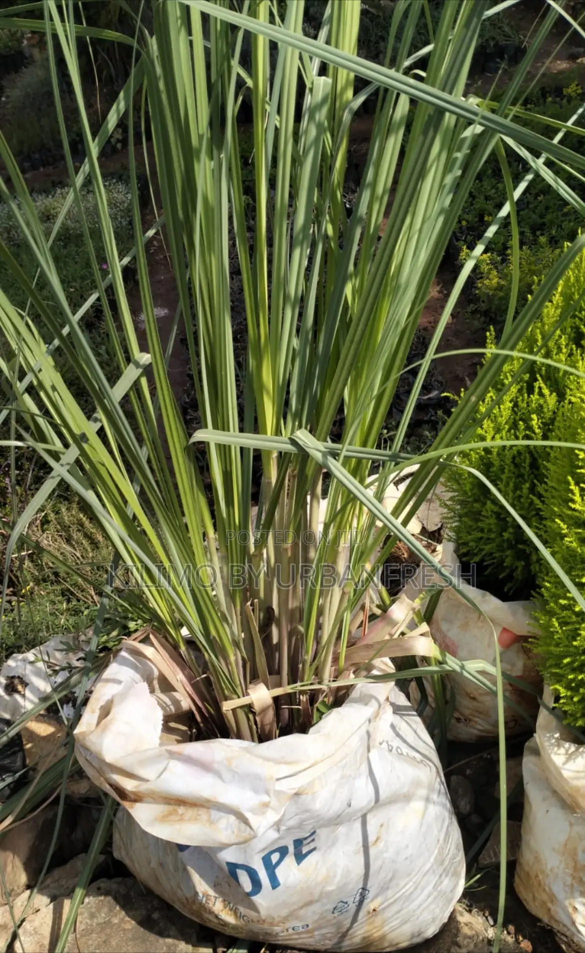 Pampas Grass in Planter Bag