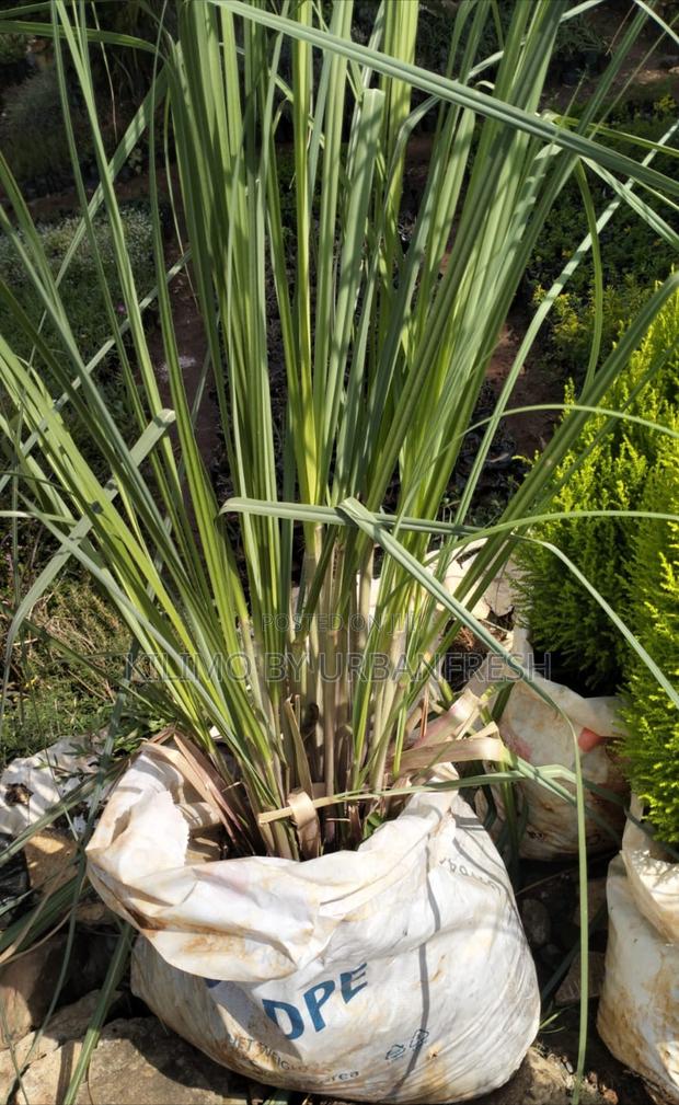Pampas Grass in Planter Bag - thumbnail 2