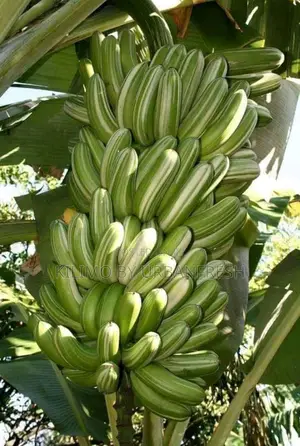 Variegated Banana Ripening Suckers. Moq 5 Suckers.