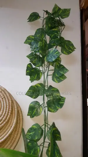 Climbers Money Plant