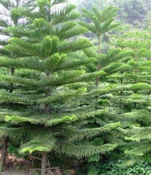 Araucaria Tree Seedlings Moq 10. - thumbnail 2