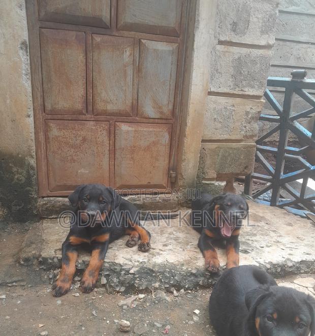 1-3 months Male Purebred Rottweiler - main view