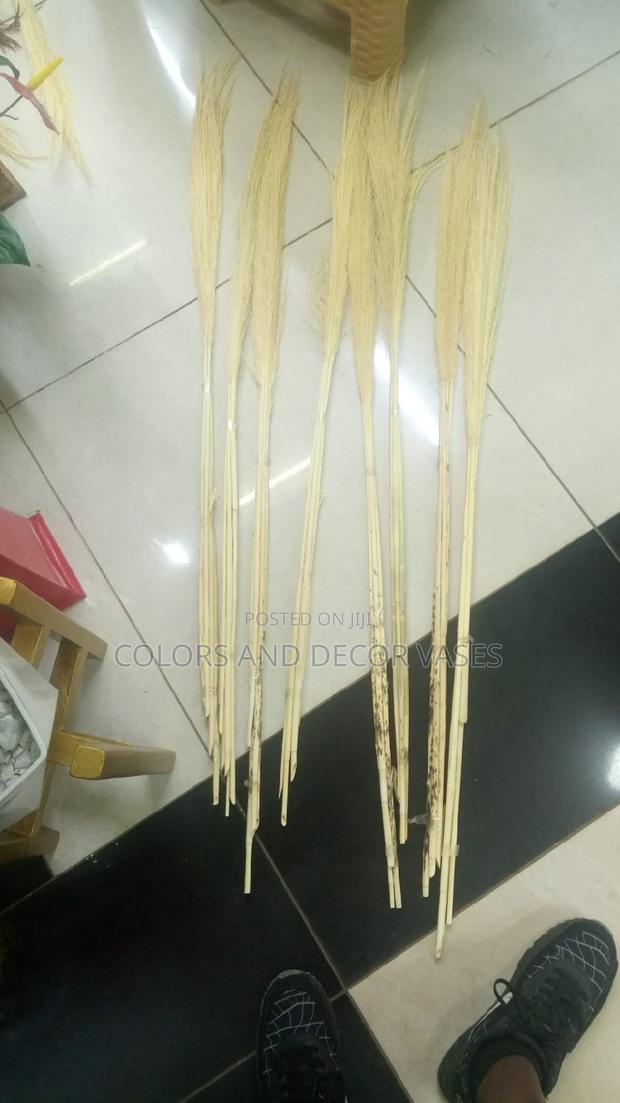 Creamish White Pampas - main view
