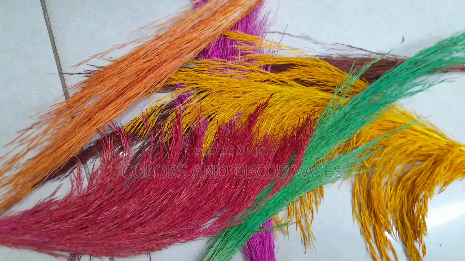 Pampas Grass KSH 150 a Bunch