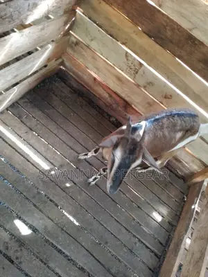 German Alpine Goat -Pure Breed Female