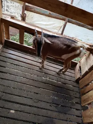 German Alpine Goat -Pure Breed Female