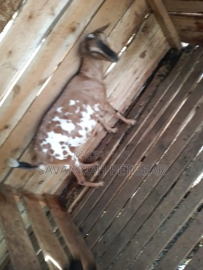 Dairy Goat Cross Breed of German Alpine and Saanen for Sale
