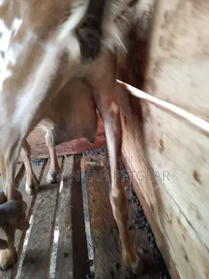 Dairy Goat Cross Breed of German Alpine and Saanen for Sale